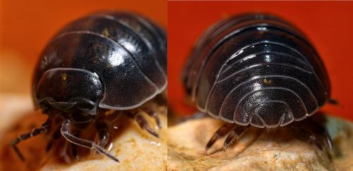 Réf. 303 960 : Armadillidium vulgare